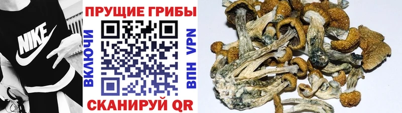 Купить  Ветлуга  Псилоцибиновые грибы ЛСД 